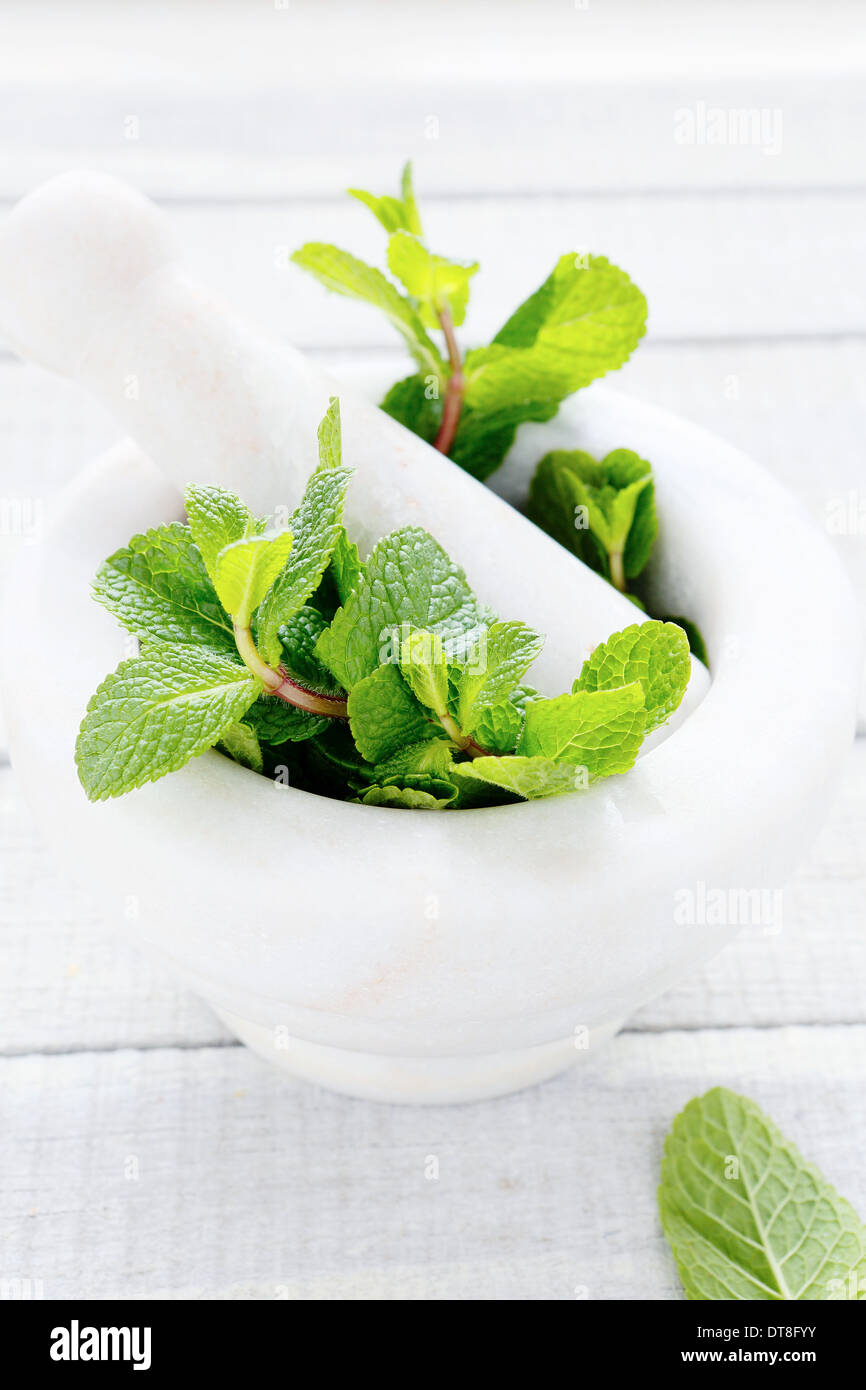 green mint in white mortar, food closeup Stock Photo