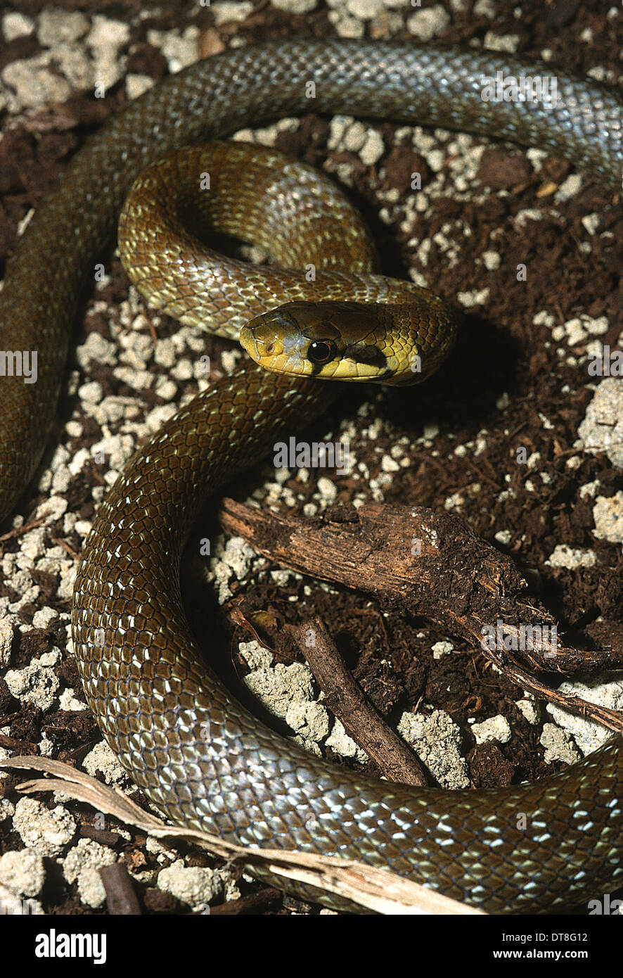 Aesculapian Snake Zamenis longissimus, Colubridae, Italy Stock Photo