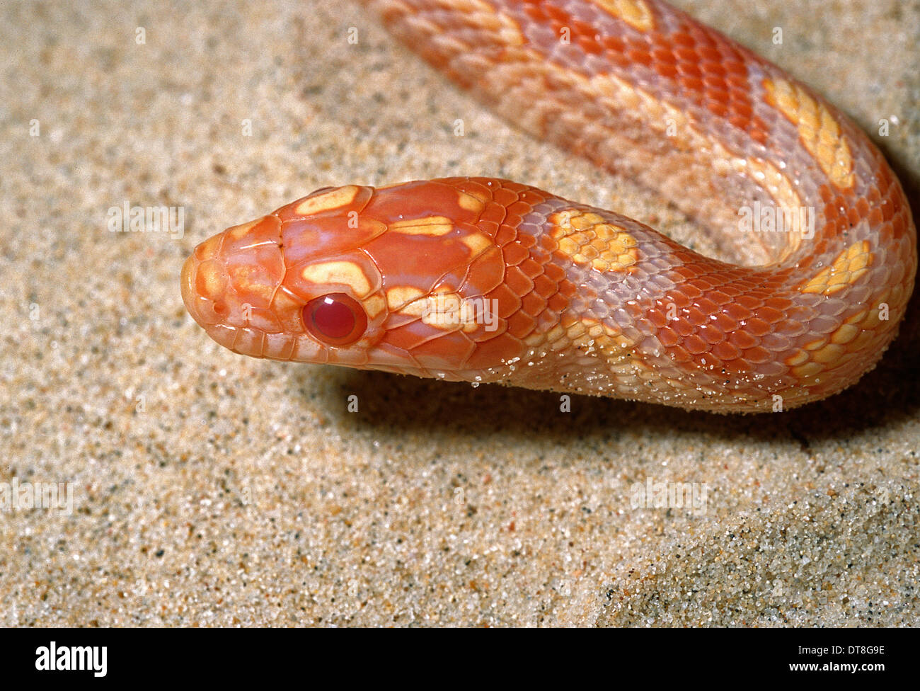 Corn Snake Pantherophis guttatus "jungle corn", Colubridae, Usa Stock