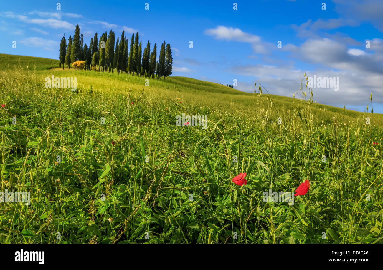 Wild flowers in tuscany italy hi-res stock photography and images - Alamy
