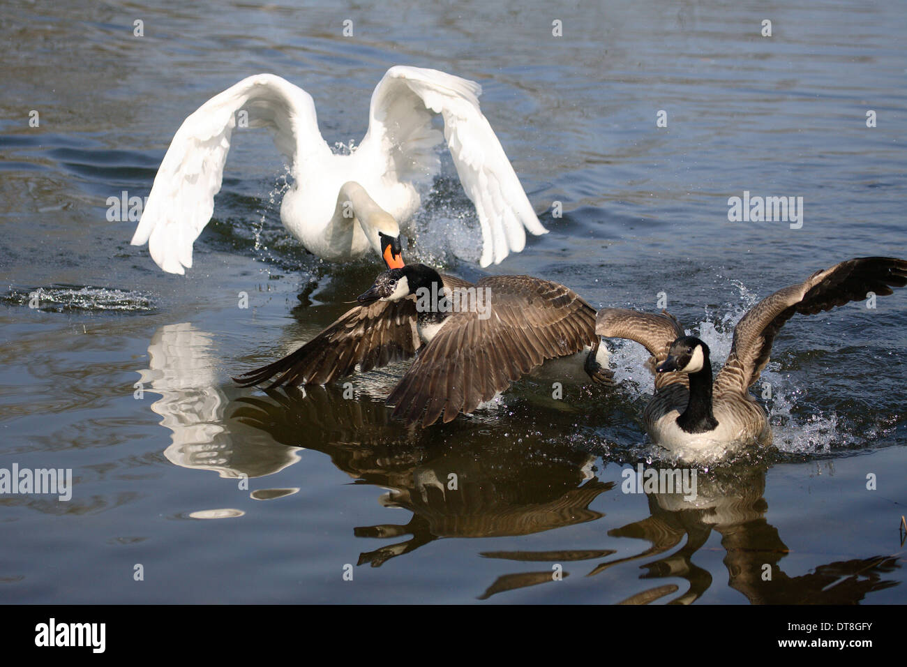 Mute Swan (Cygnus olor) attacking a pair of Canada Geese Germany Stock Photo Alamy