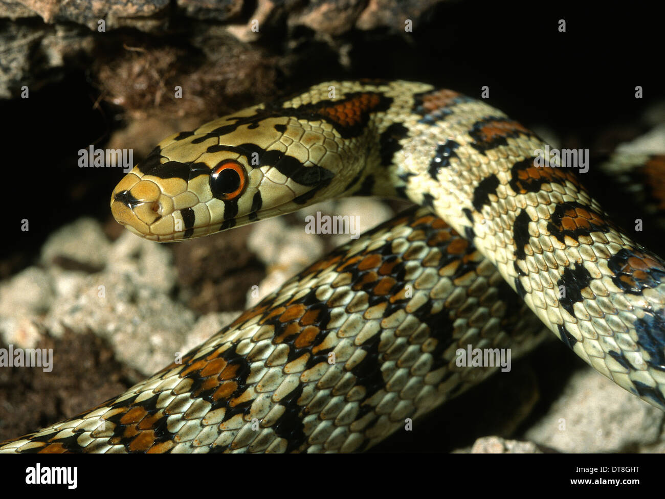Leopard snake Zamenis situla 'maculata', Colubridae, Italy Stock Photo