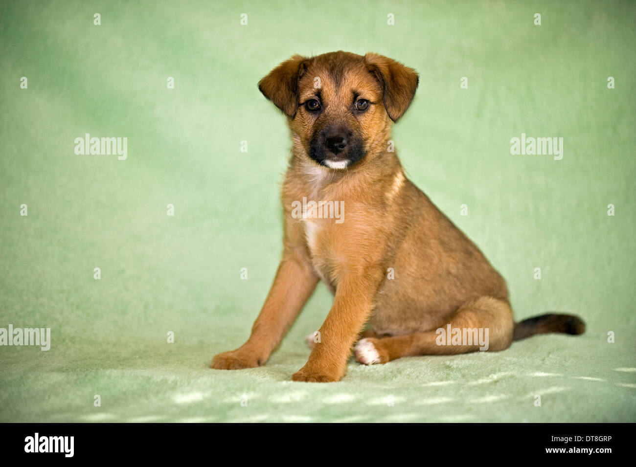 Mixed-breed dog Puppy  sitting on a green blanket Stock Photo