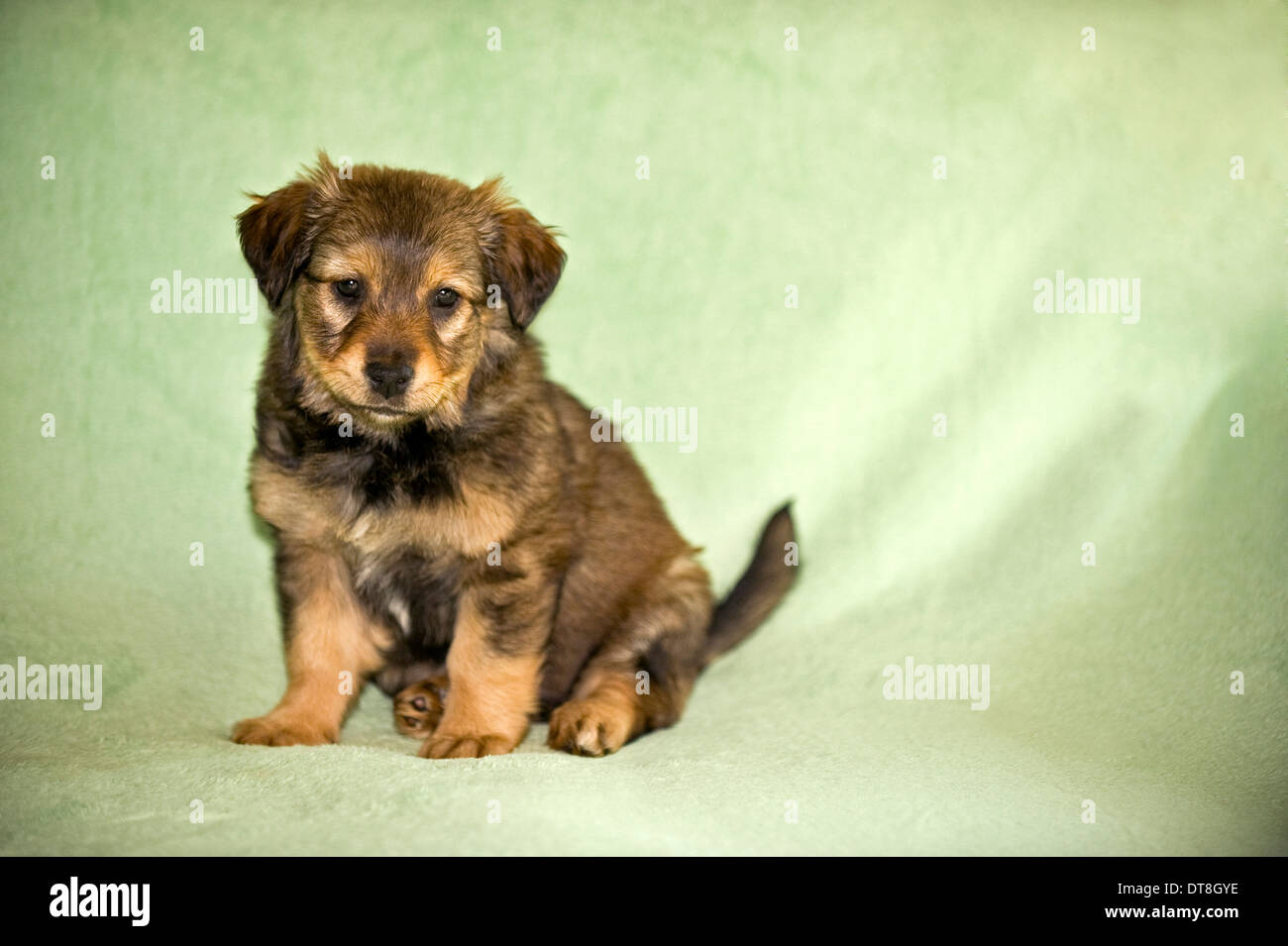 Mixed-breed dog Puppy  sitting on a green blanket Stock Photo