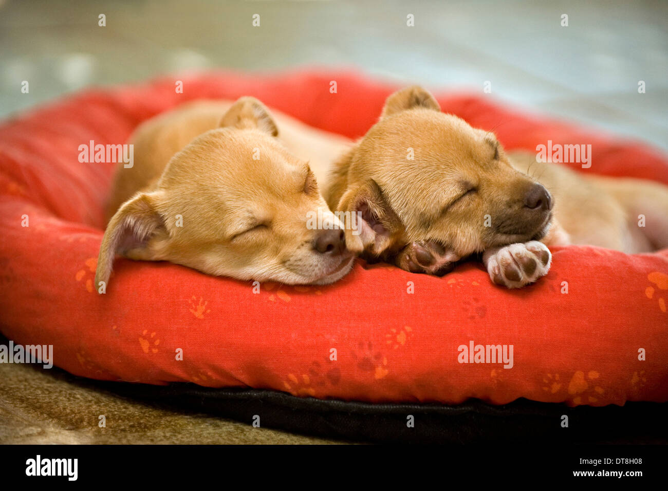 8 week old puppy sleep