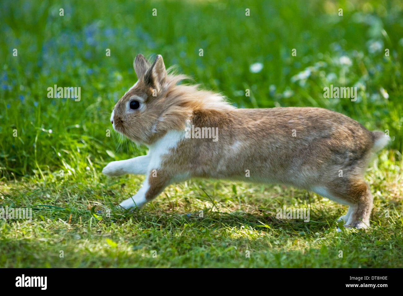 Dwarf Rabbit, Lionhead Rabbit running on grass Stock Photo - Alamy
