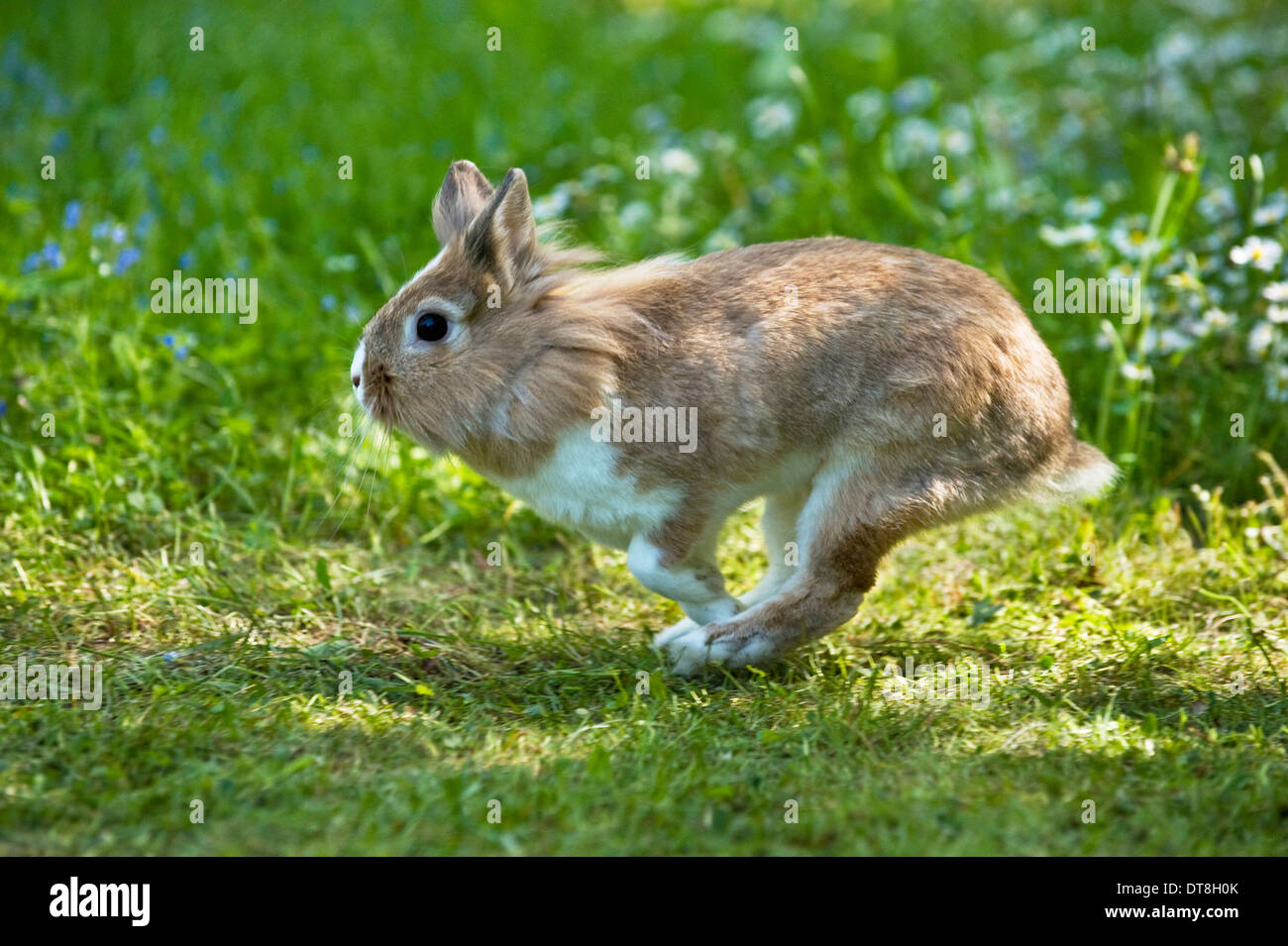 Lionhead rabbit running on grass hi-res stock photography and images ...