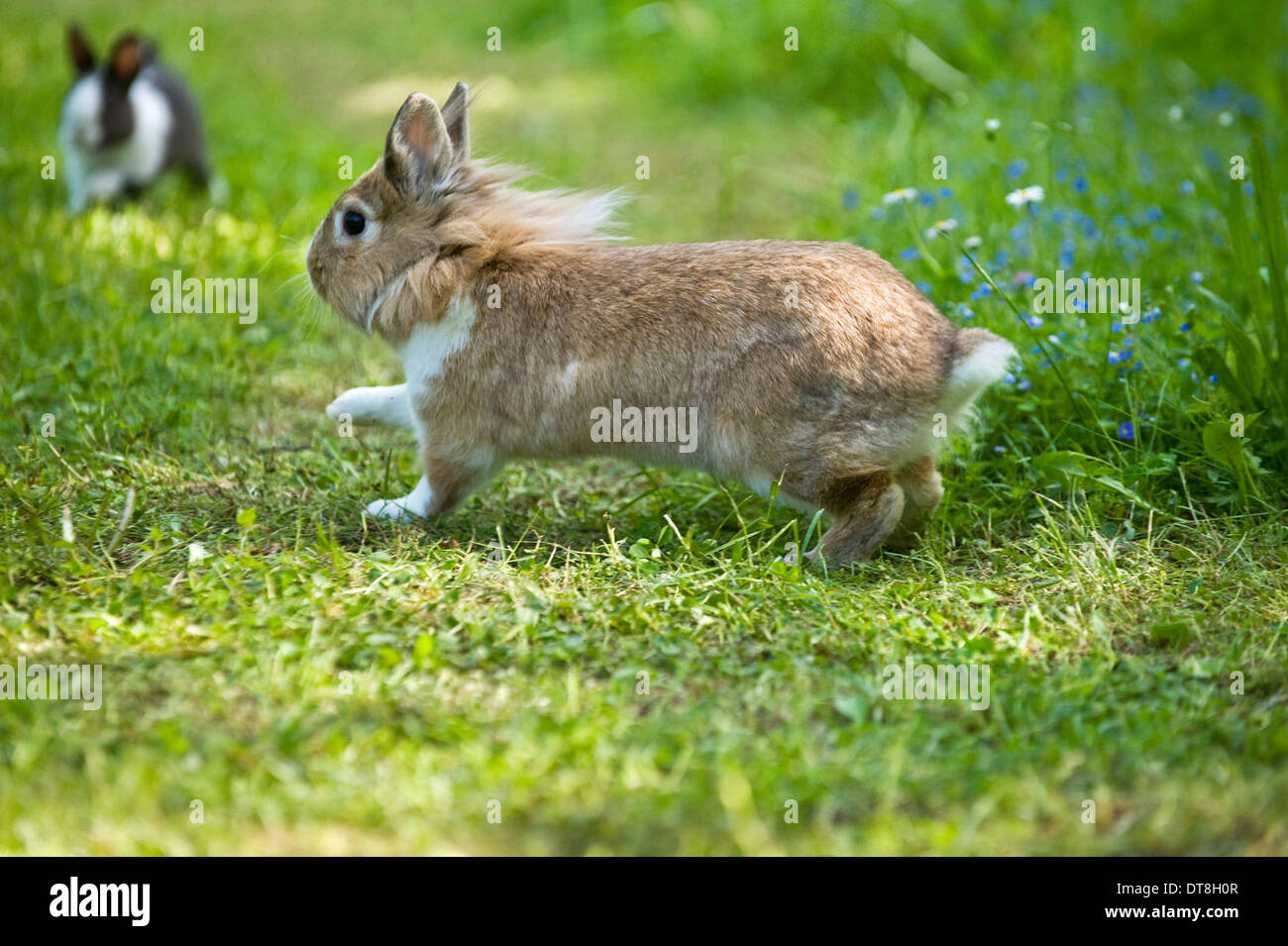 Dwarf Rabbit, Lionhead Rabbit running on grass Stock Photo - Alamy