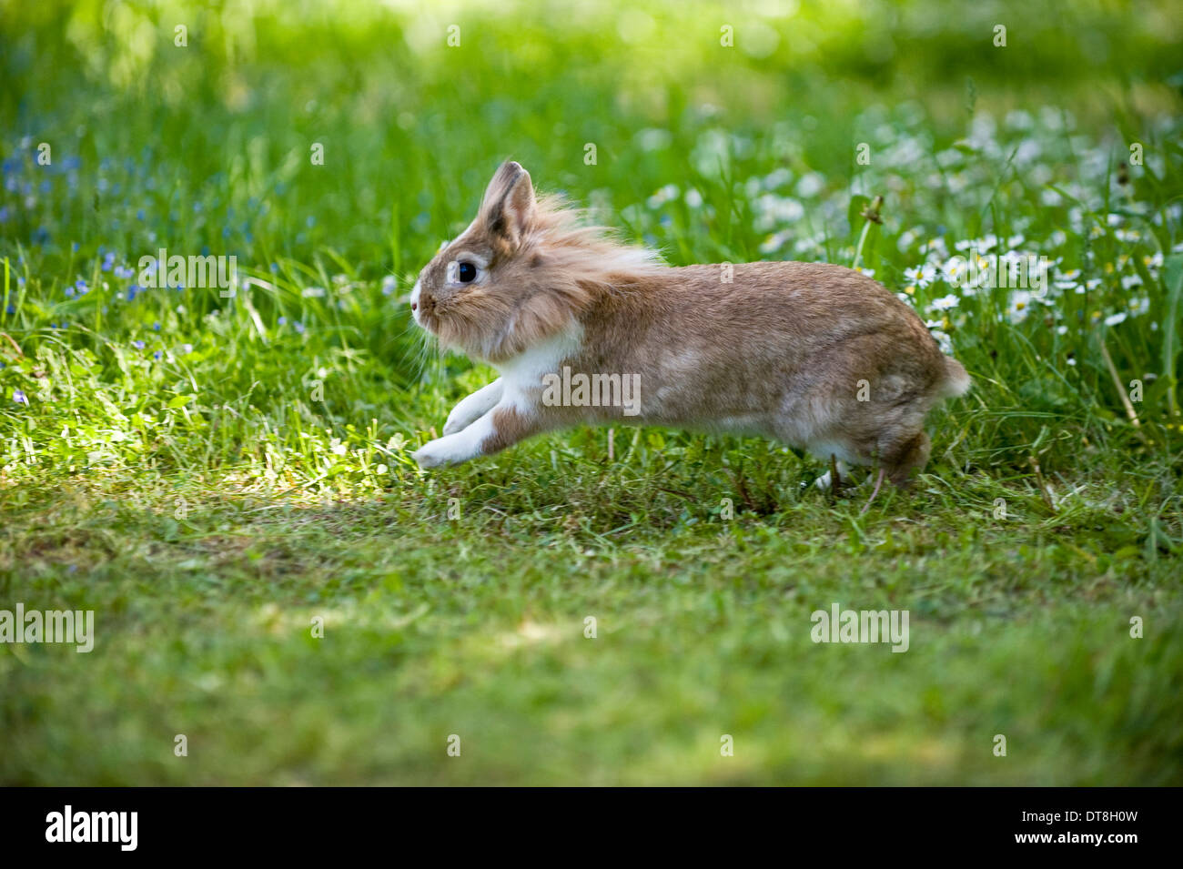 Dwarf Rabbit, Lionhead Rabbit running on grass Stock Photo - Alamy
