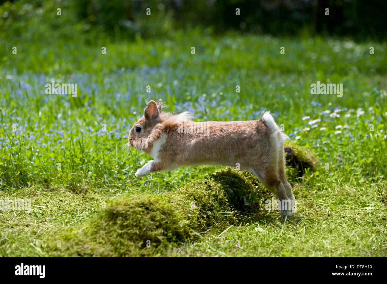 Leaping rabbit hi-res stock photography and images - Alamy