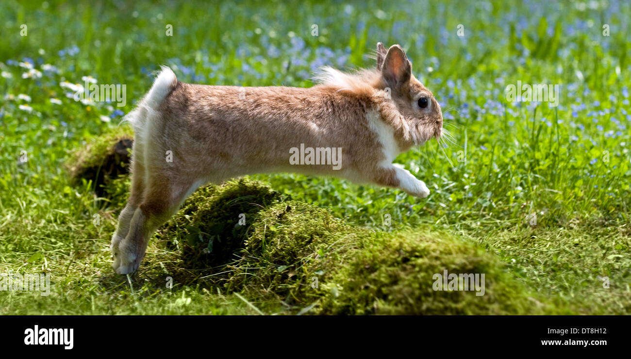 Dwarf Rabbit, Lionhead Rabbit jumping over a little earth wall Stock