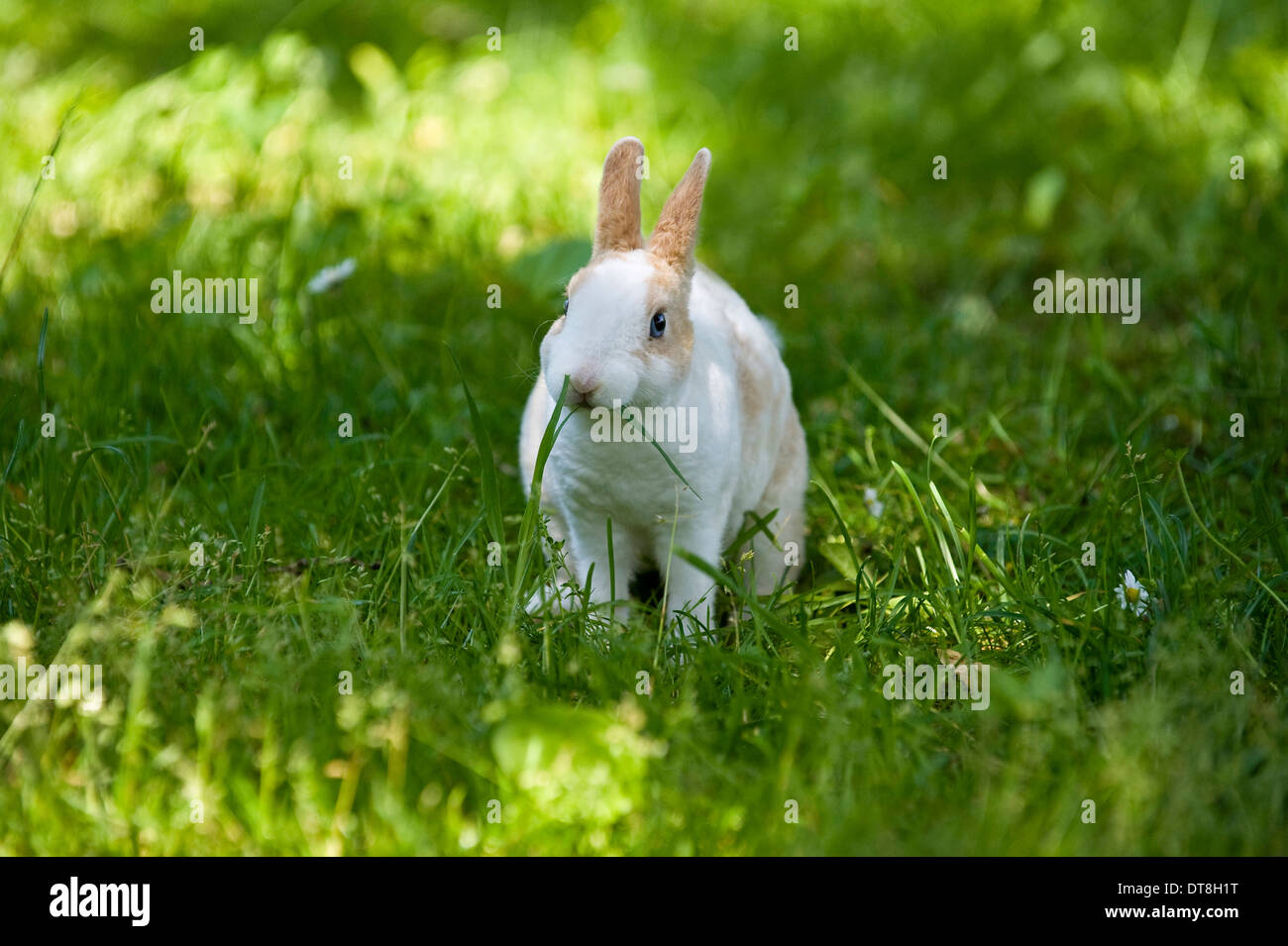 Mini Rex Rabbit Young (3 months old) on a meadow, ating grass Stock Photo Alamy
