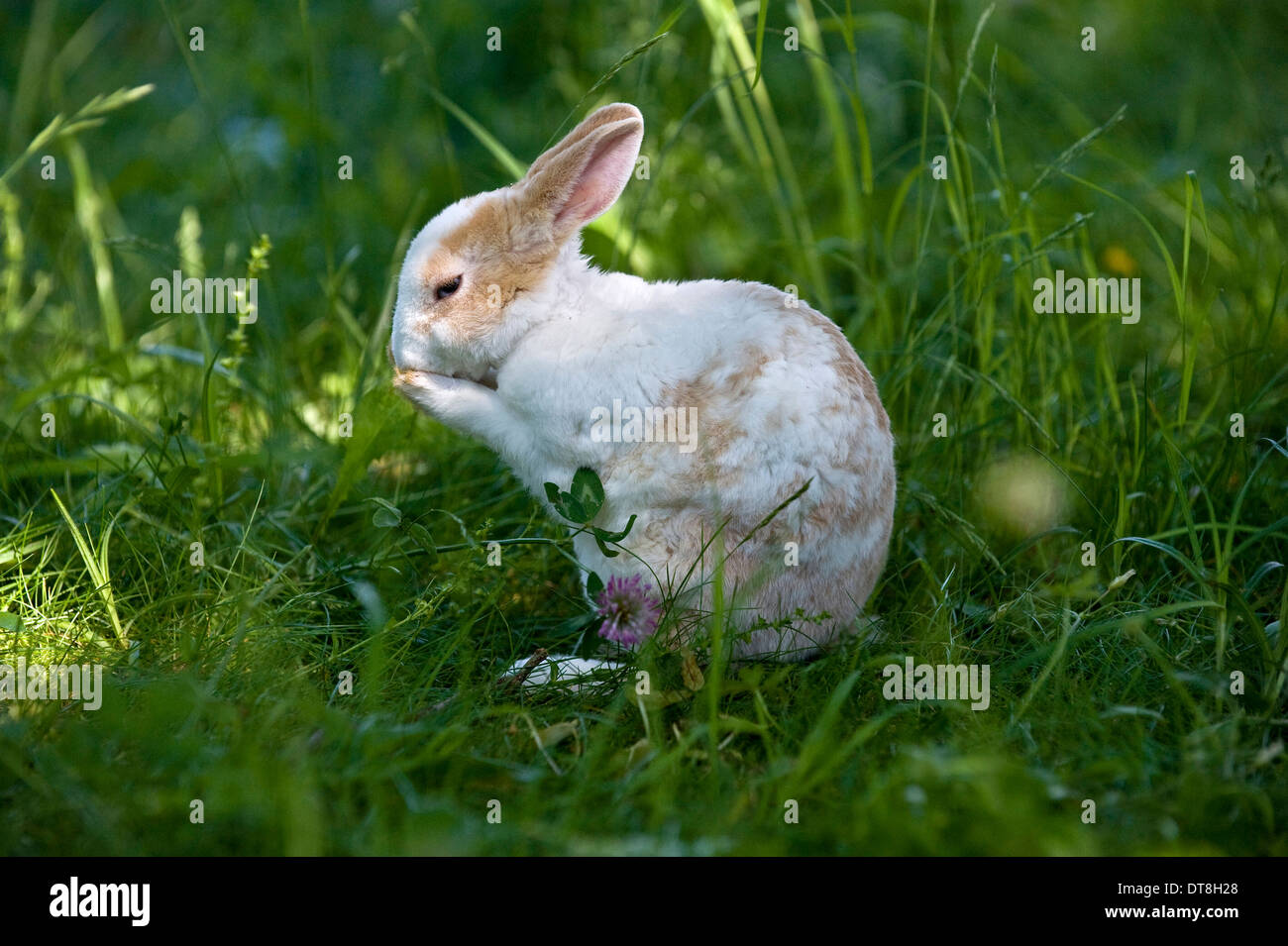 Mini Rex Rabbit Young (3 months old) grooming itself while sitting in a meadow Stock Photo