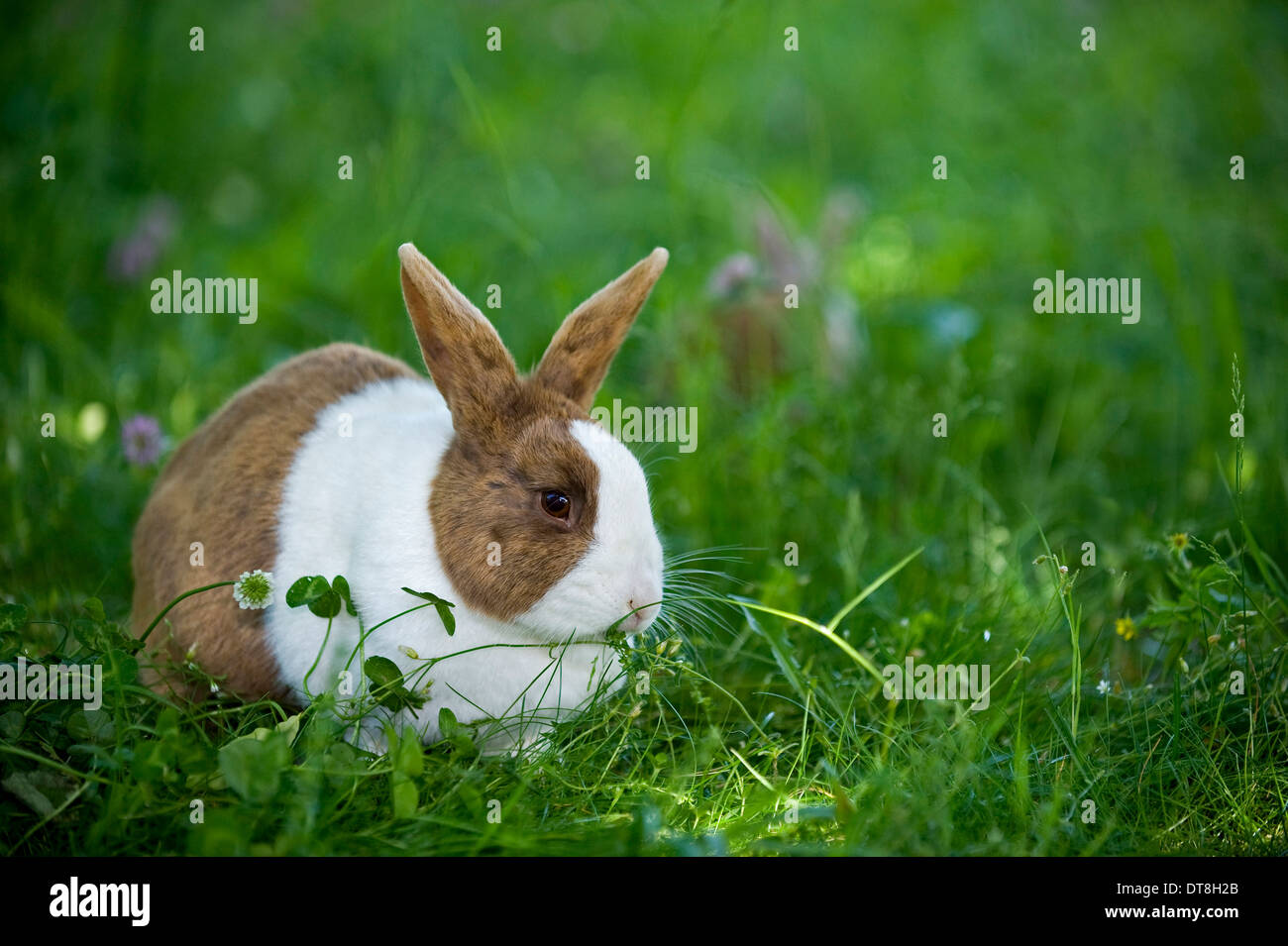 Dutch rabbit hi-res stock photography and images - Alamy