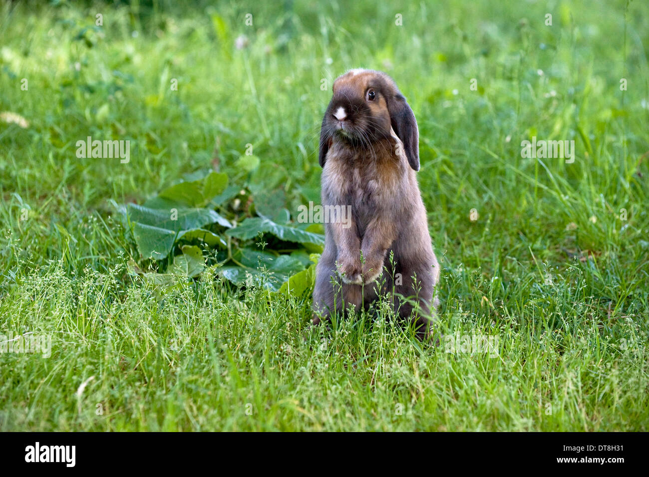 Dwarf Lop rabbit (4 month old) sitting on its haunches in a meadow