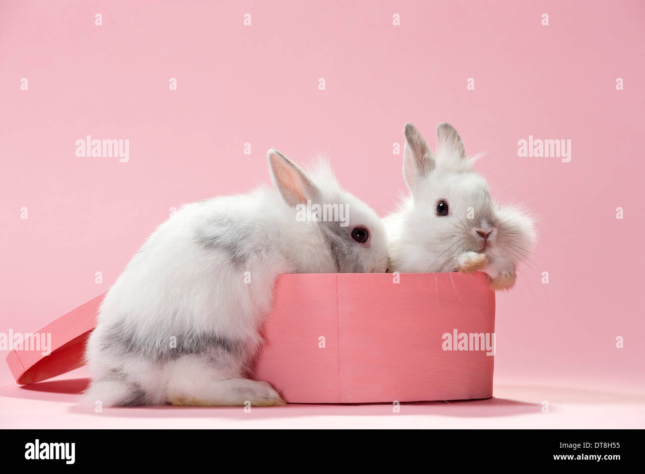 Seven Week Old Rabbit Dwarf Rabbit Two young (7 weeks old) with a pink box Stock Photo - Alamy