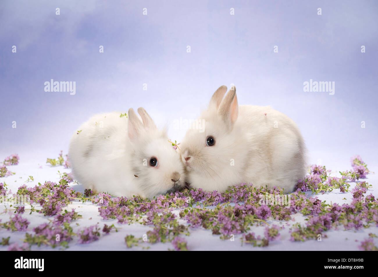 Dwarf Rabbits Two Dwarf Rabbit Two young (7 weeks old) next to Thyme flowers Stock Photo ...