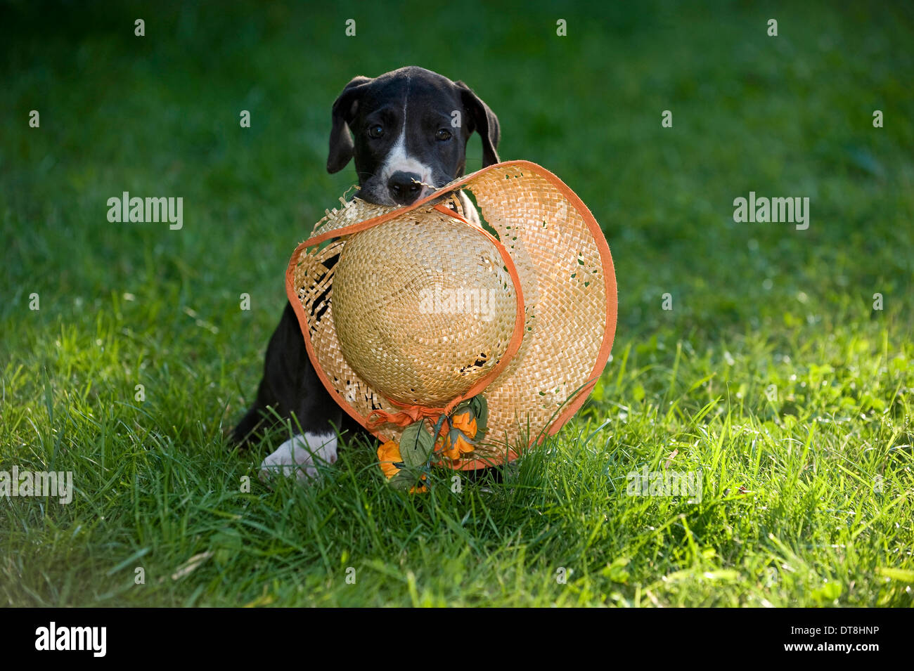 Great Dane Black puppy with white patches (6 weeks old) playing with a straw hat Stock Photo