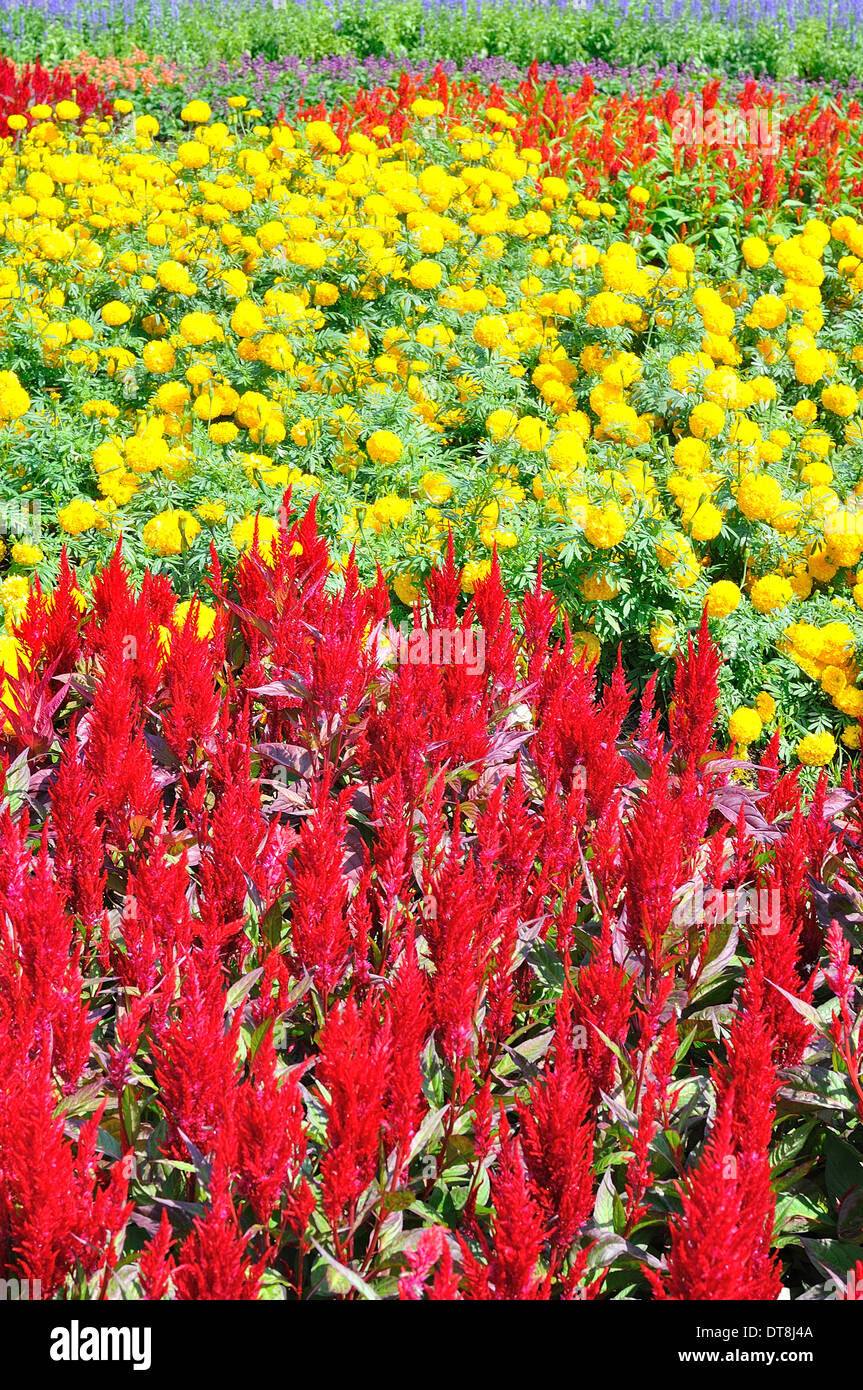 Colorful of many small flower, look like stars Stock Photo Alamy