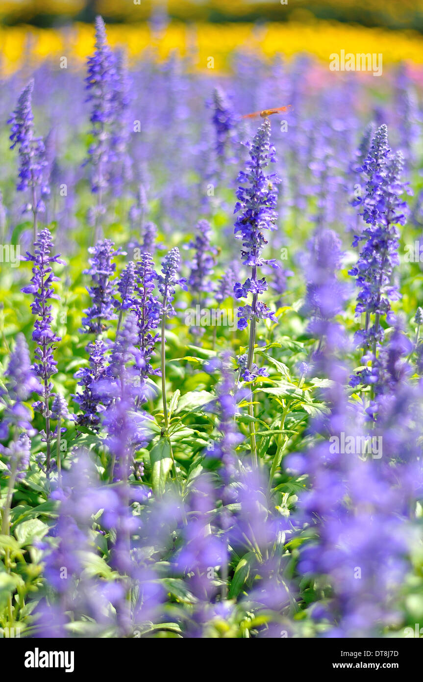 Colorful of many small flower, look like stars Stock Photo Alamy