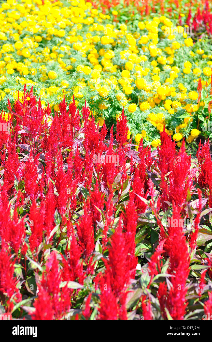 Colorful of many small flower, look like stars Stock Photo Alamy
