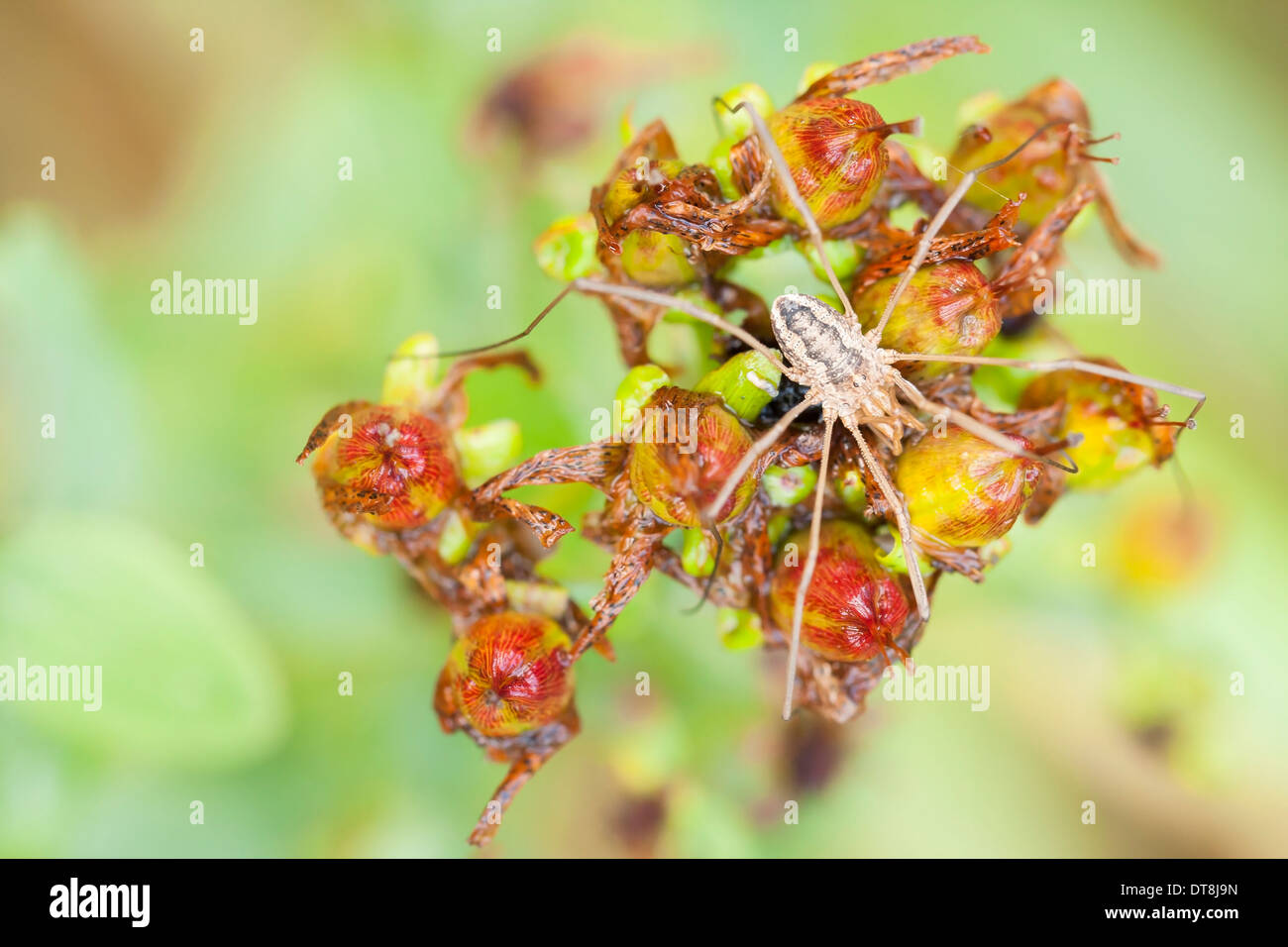 Closeup of a white or slightly yellowish spider on top of a plant Stock Photo