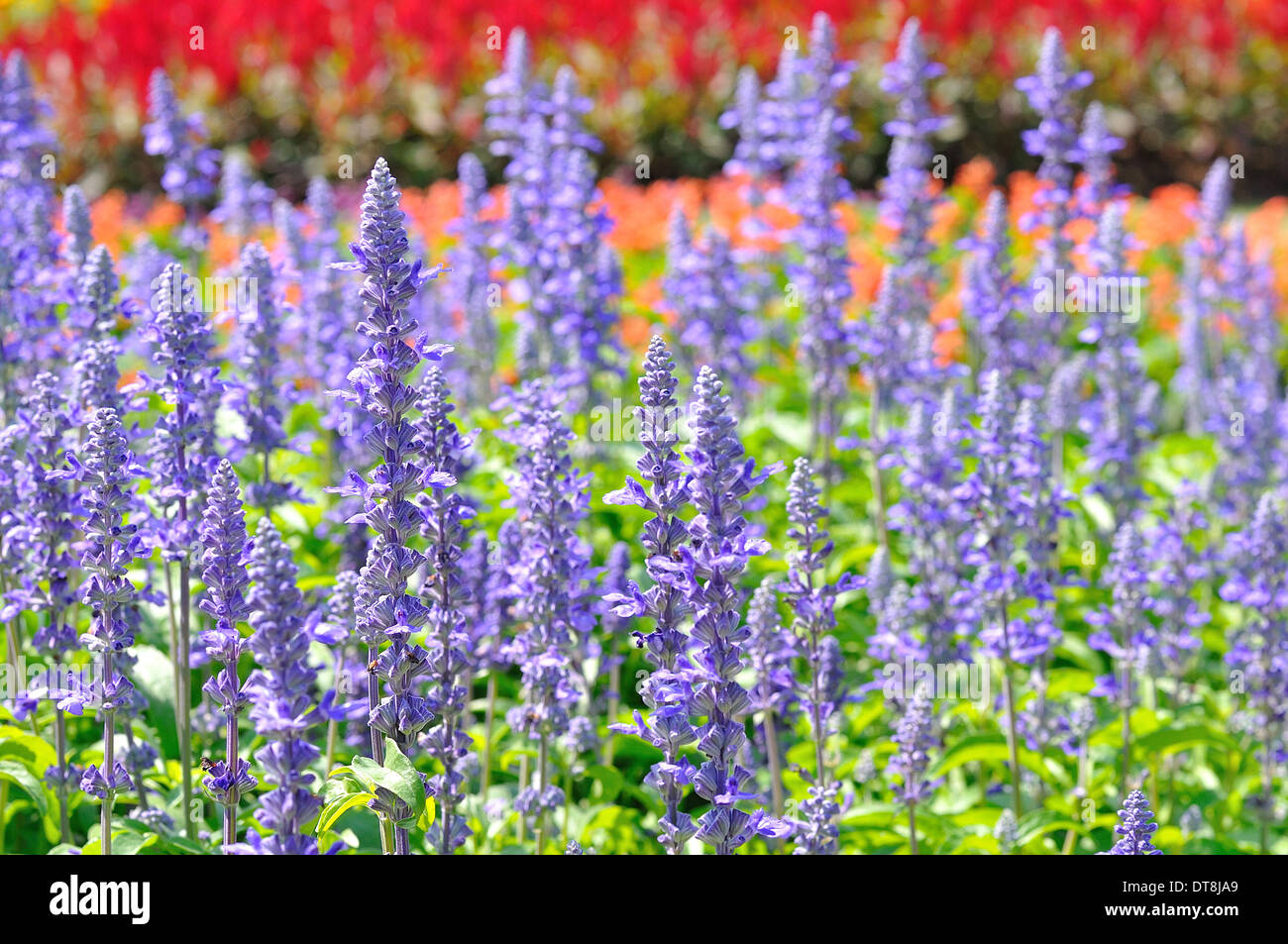 Colorful of many small flower, look like stars Stock Photo Alamy