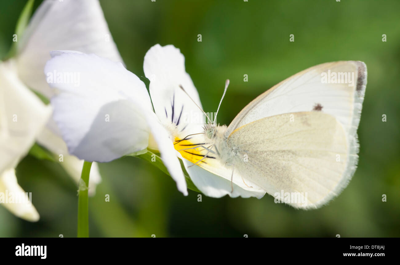 White butterfly on a white flower blossom Stock Photo