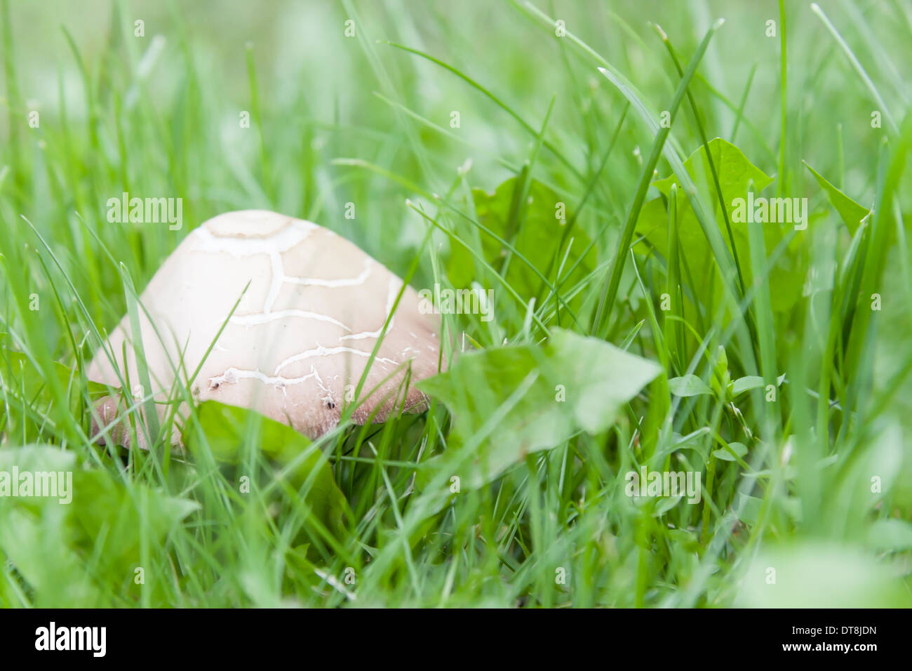 Inedible white mushroom in green grass Stock Photo