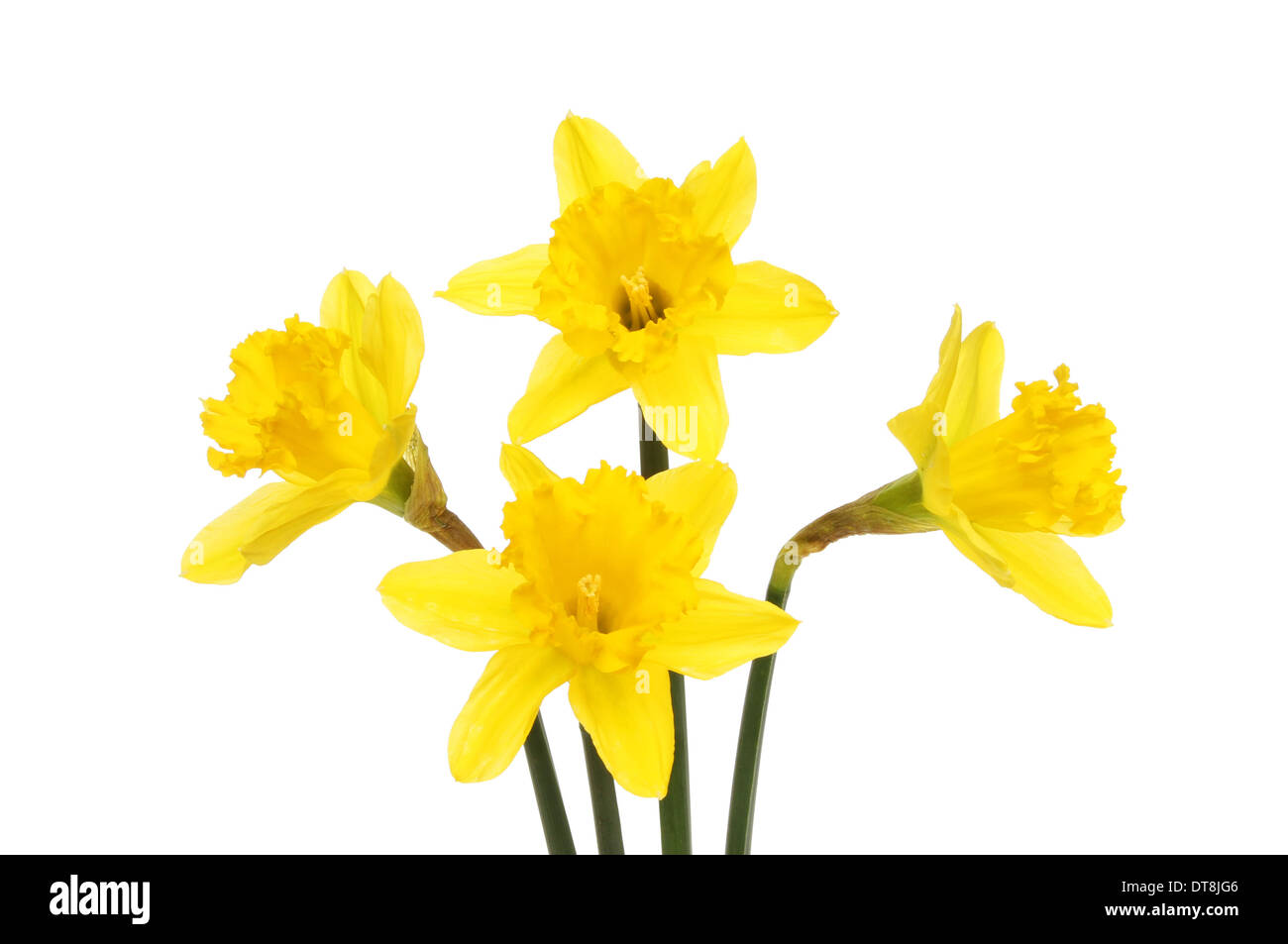 Four golden yellow daffodils isolated against white Stock Photo Alamy