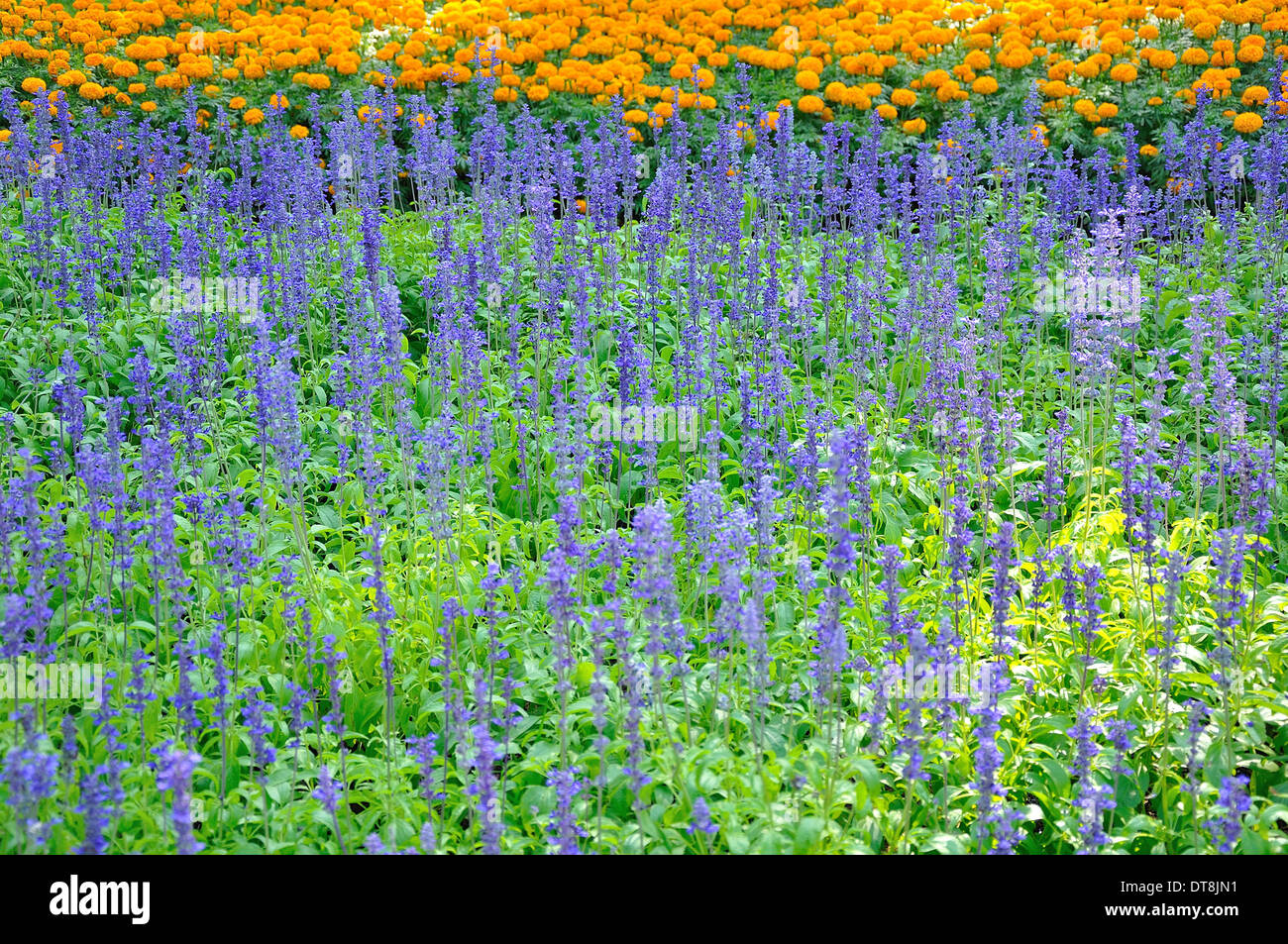 Colorful of many small flower, look like stars Stock Photo Alamy