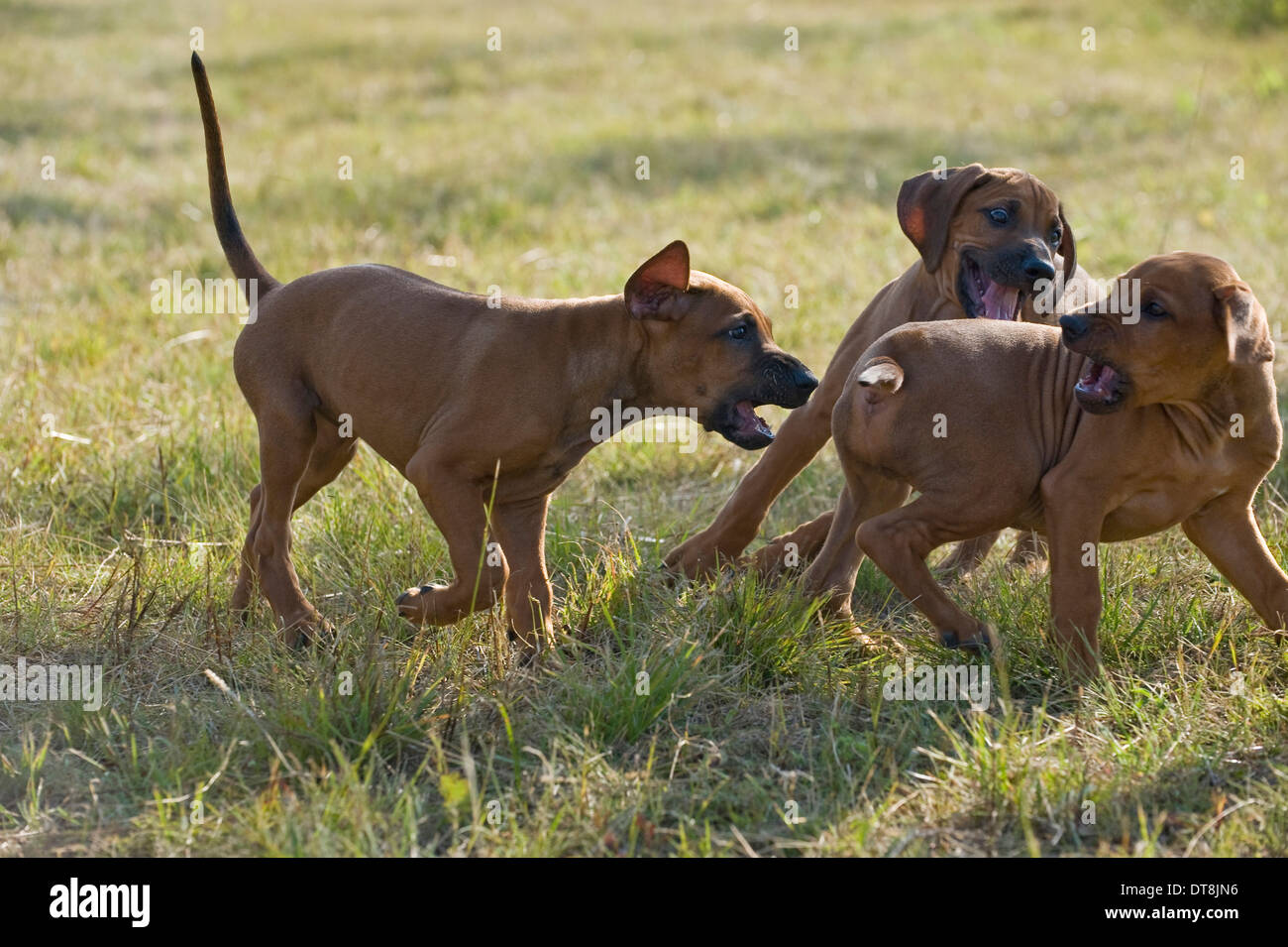 Rhodesian Ridgeback Three puppies (9 weeks old) playing on a meadow Stock Photo