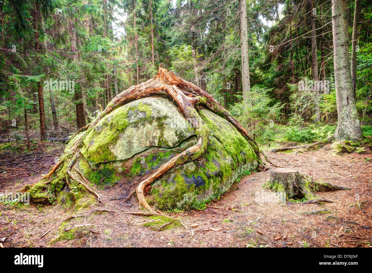Fir tree roots hires stock photography and images Alamy