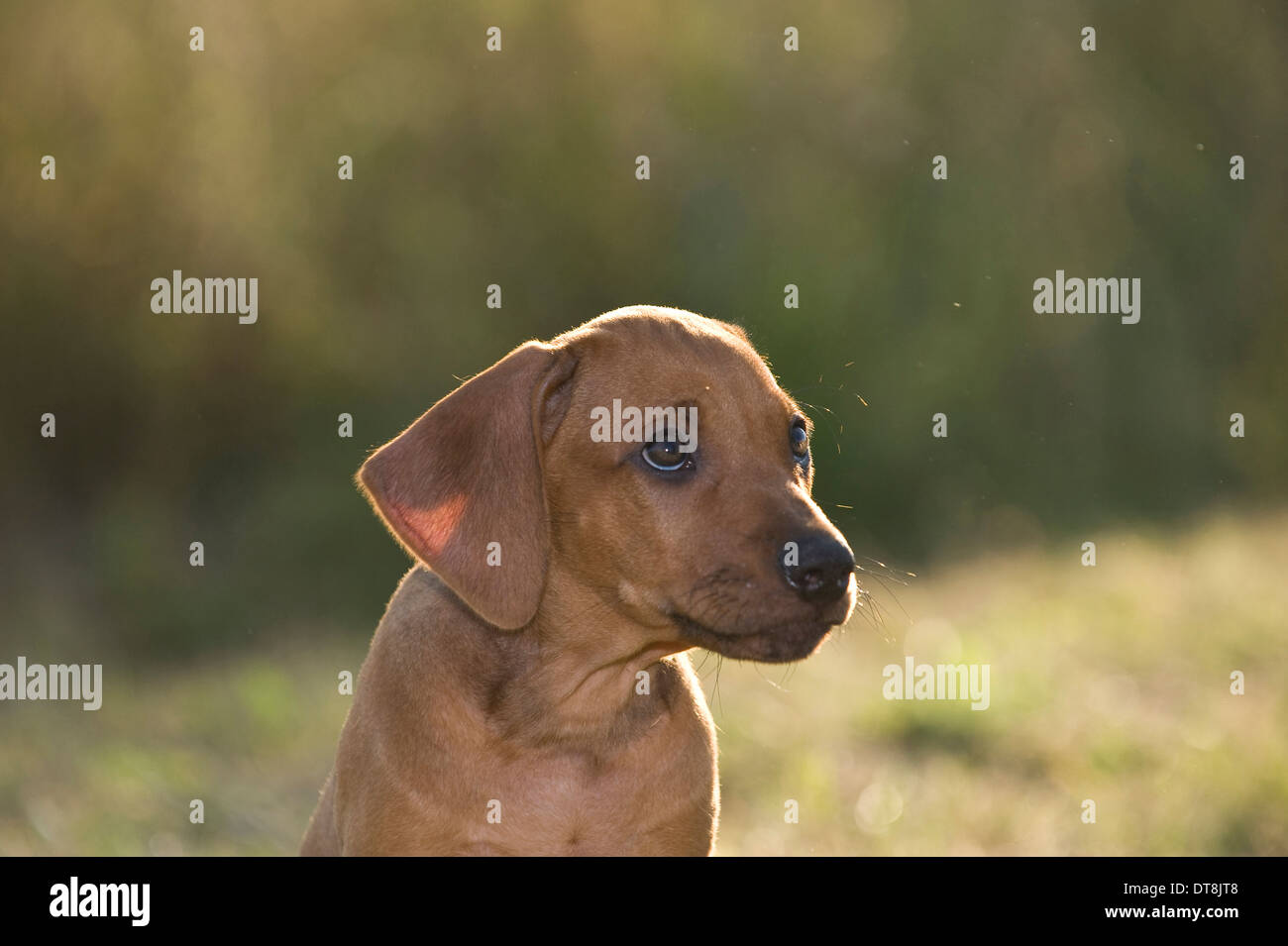 Ridgeback puppy hi-res stock photography and images - Alamy