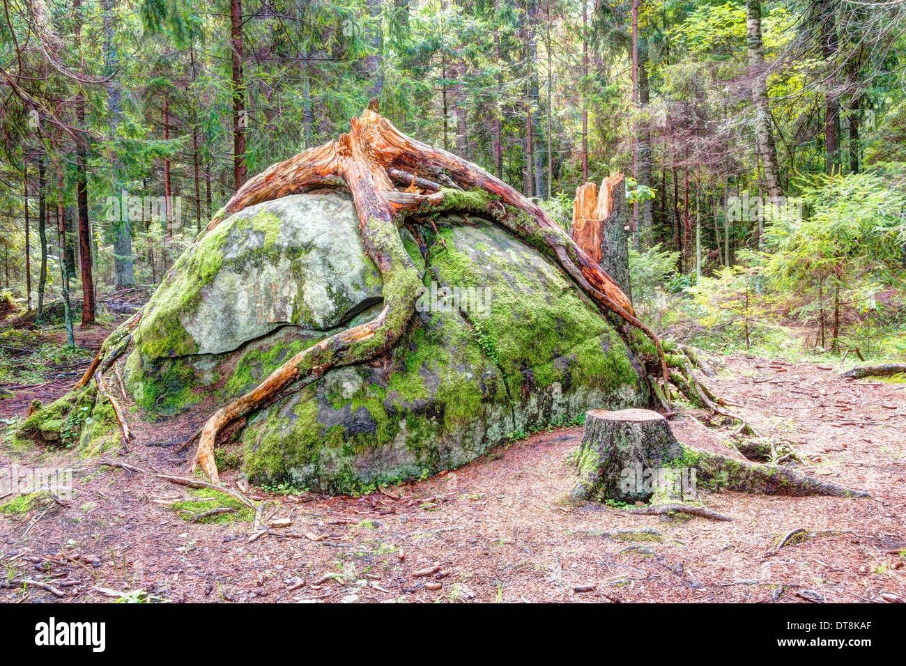 Big broken fir tree roots around big rock in forest Stock Photo