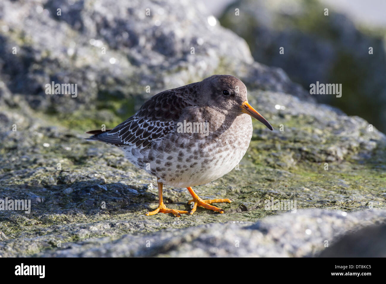 Purple Sandpiper in winter plumage. Lowestoft, Suffolk Stock Photo