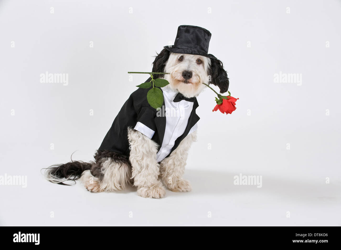 Mixed-breed dog Adult dressed in a tuxedo, wearing a tophat and a red rose  in its snout, sitting Studio picture against a white Stock Photo - Alamy