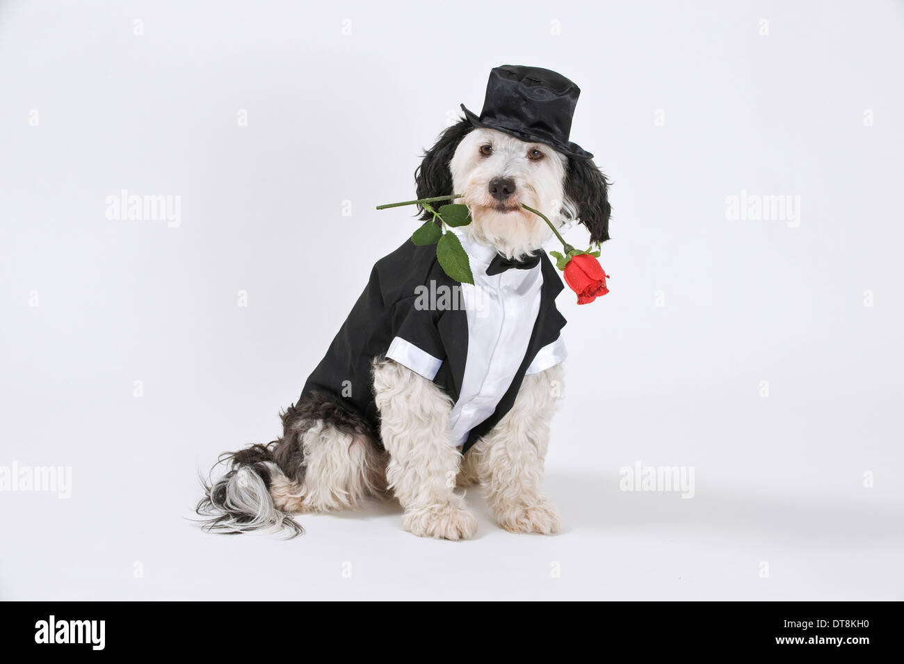 Mixed-breed dog Adult dressed in a tuxedo, wearing a tophat and a red rose in its snout, sitting Studio picture against a white Stock Photo - Alamy Mixed-breed dog Adult dressed in a tuxedo, wearing a tophat and a red rose in its snout, sitting Studio picture against a white Stock Photo - Alamy