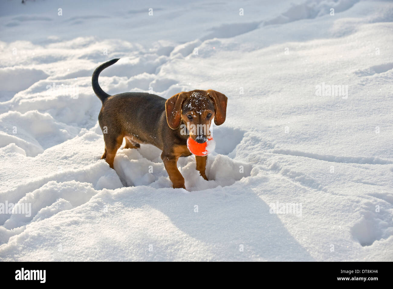 Mixed- breed dog (Dachshund x ?) Puppy (4 month old) in snow, carrying a red ball in its mouth Stock Photo