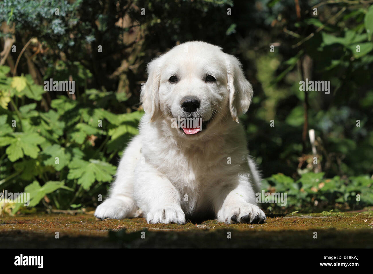 Golden Retriever Puppy (7 weeks old) lying in a garden Stock Photo - Alamy