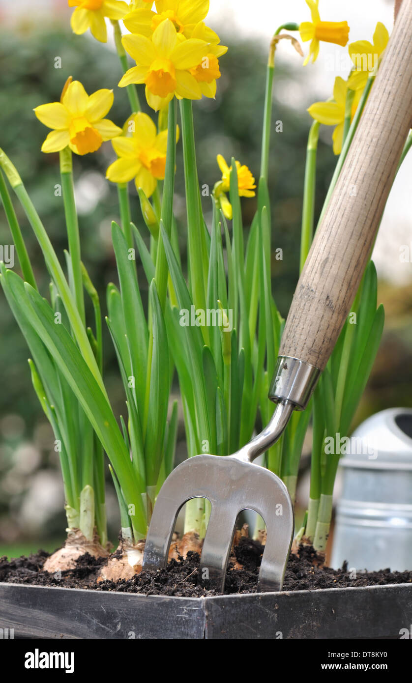 closeup on a small metal fork planted in a narcissus pot Stock Photo