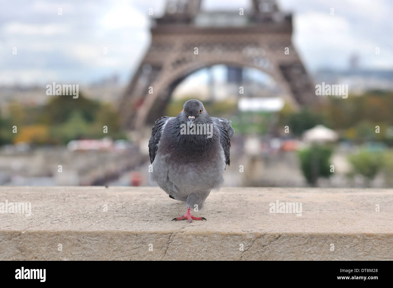 close up on a pigeon standing in front the Eiffel Tower Stock Photo