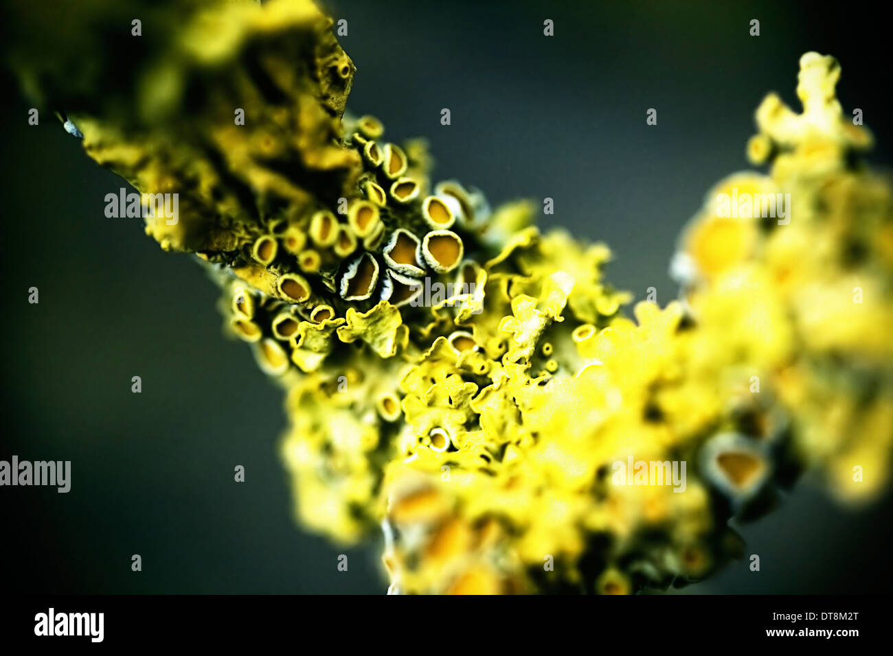 Lichen tree hi-res stock photography and images - Alamy