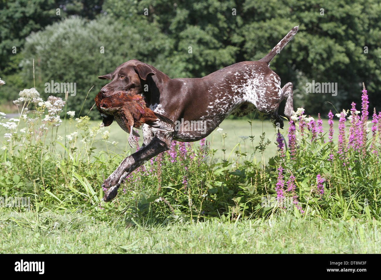 German Shorthaired Pointer Male 4 Years Old Jumping Over Stock