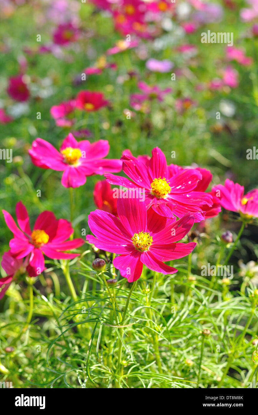 Pink of many small flower, look like stars Stock Photo Alamy