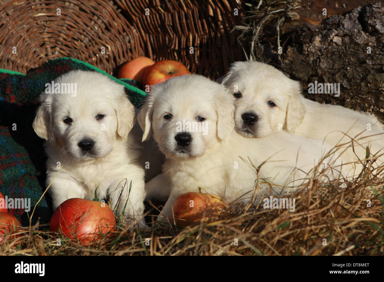 Golden Retriever Three male puppies (5 weeks old) lying in hay next to ripe apples Stock Photo