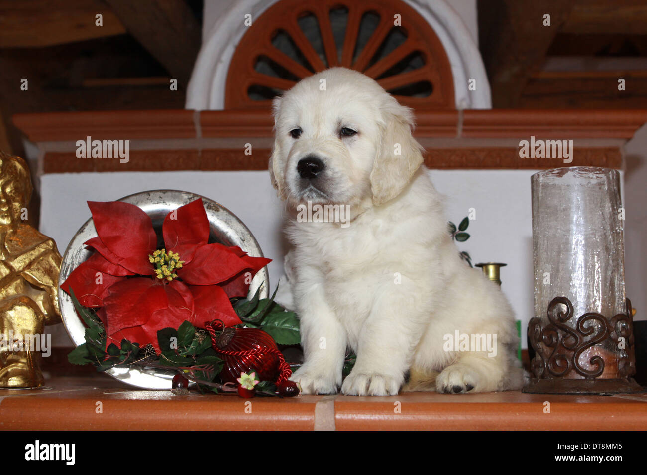 23+ Christmas Snow Golden Retriever Puppies