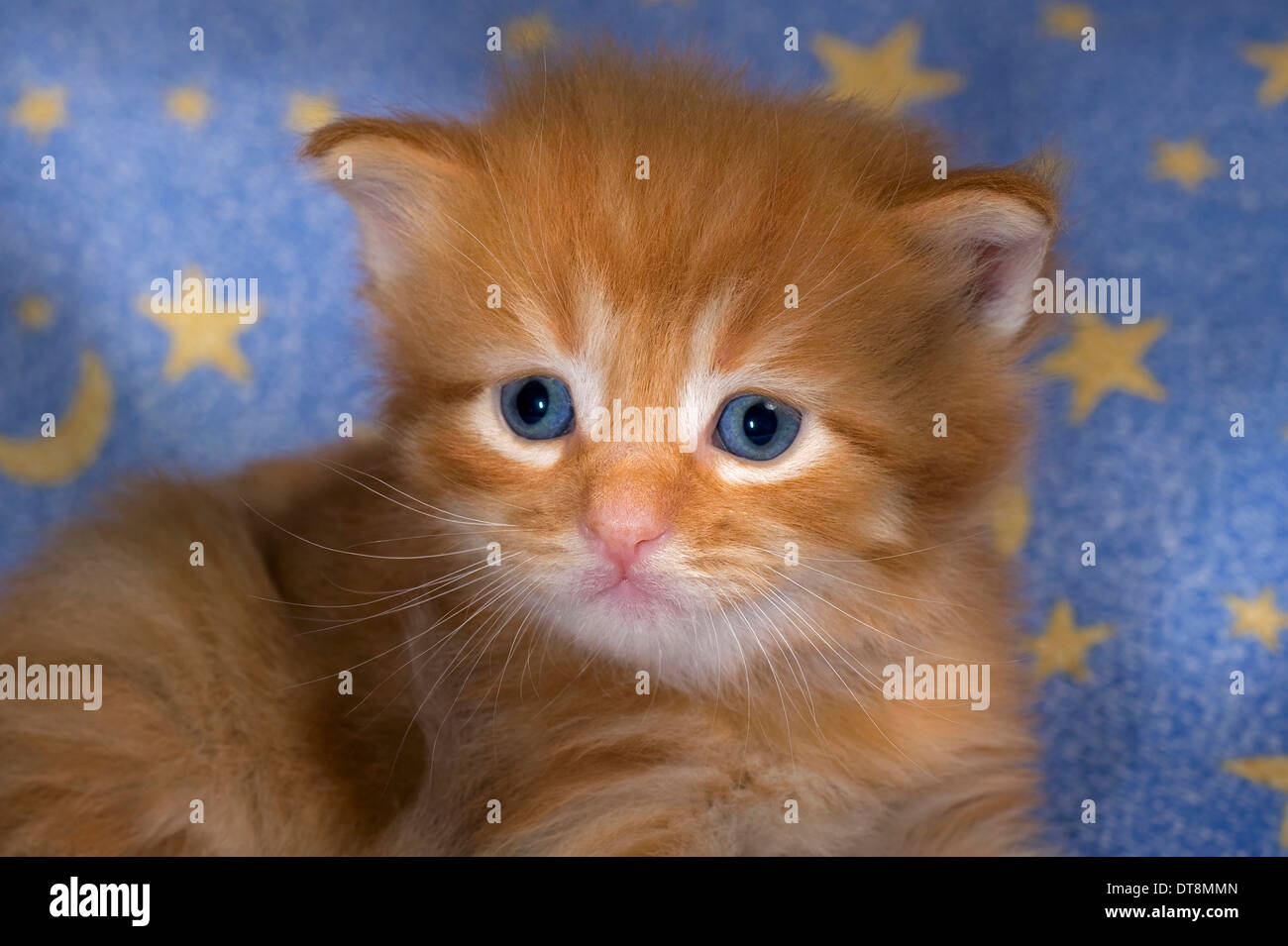 American Longhair Maine Coon Kitten Red Tabby 3 5 Weeks Old