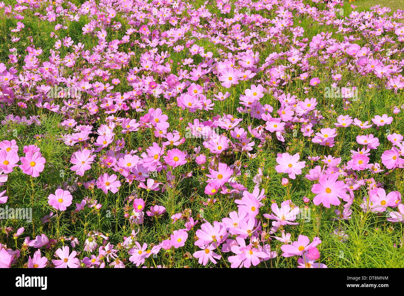 Pink of many small flower, look like stars Stock Photo Alamy
