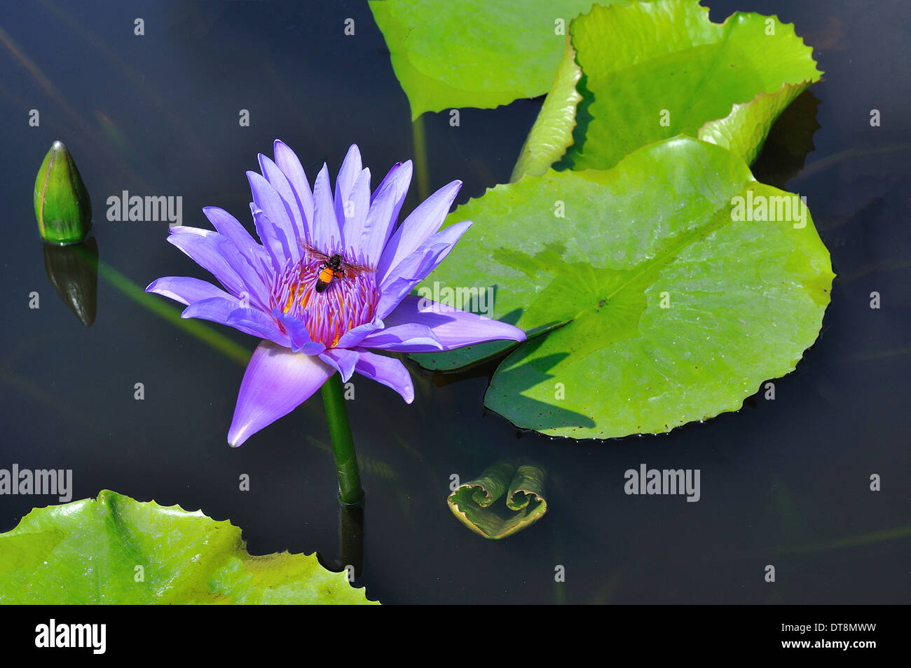 Purple water lily with bee Stock Photo - Alamy